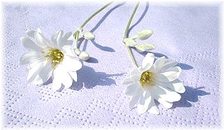 �ނ�ŐV�N�̂���������\���グ�܂�