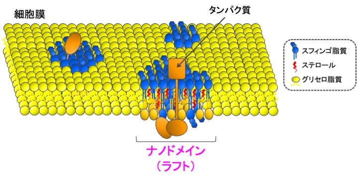 細胞膜ナノドメインの模式図